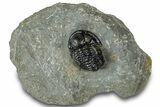 Detailed Gerastos Trilobite Fossil - Morocco #311249-3